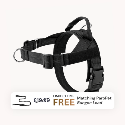 Extra No-Pull Harness & Free Bungee Lead