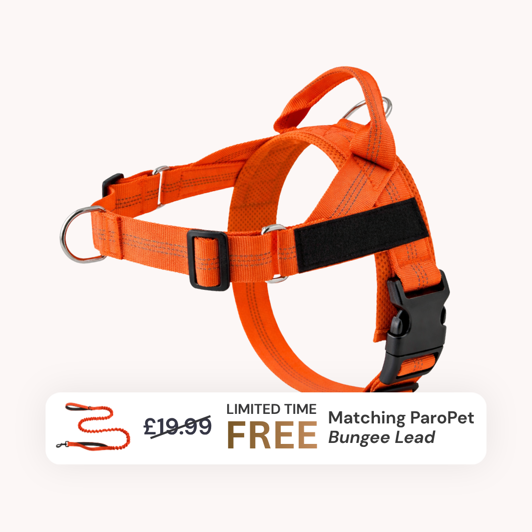 Extra No-Pull Harness & Free Bungee Lead