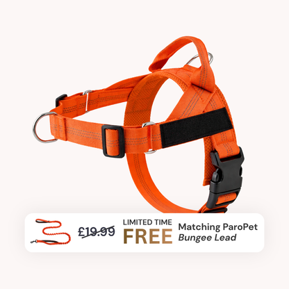 Extra No-Pull Harness & Free Bungee Lead