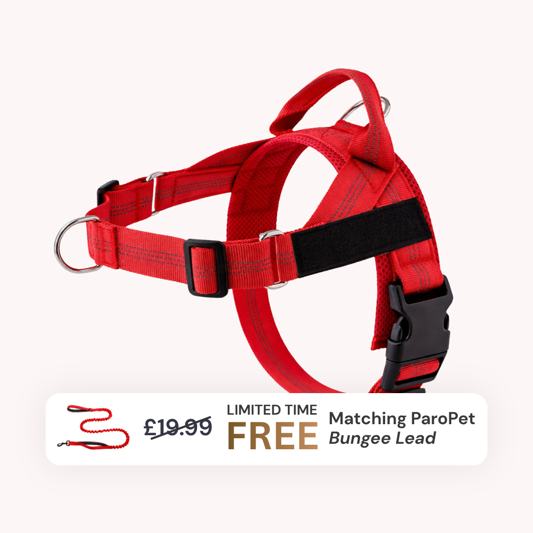 Extra No-Pull Harness & Free Bungee Lead