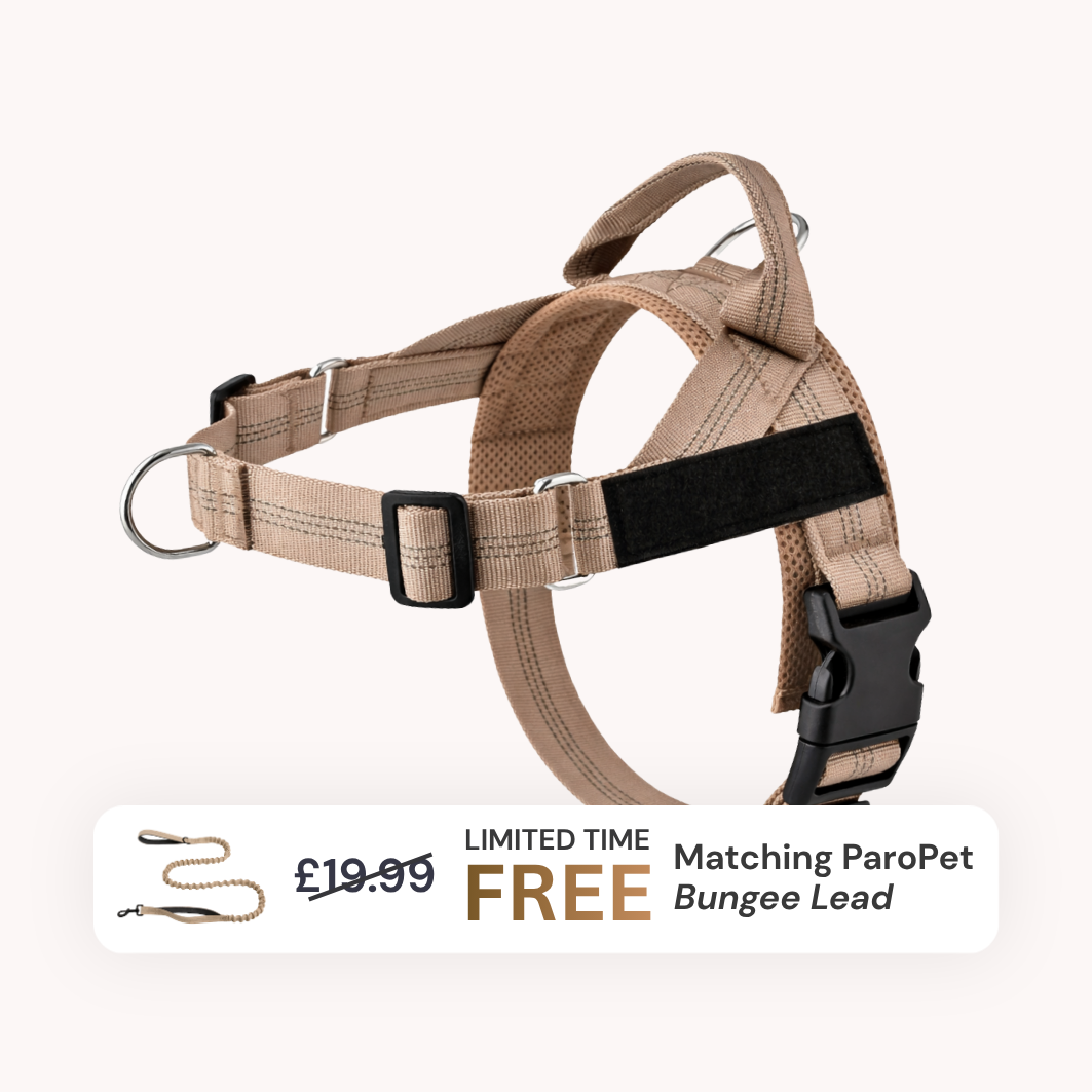 Extra No-Pull Harness & Free Bungee Lead