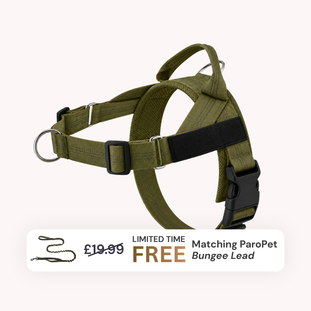 Extra No-Pull Harness & Free Bungee Lead