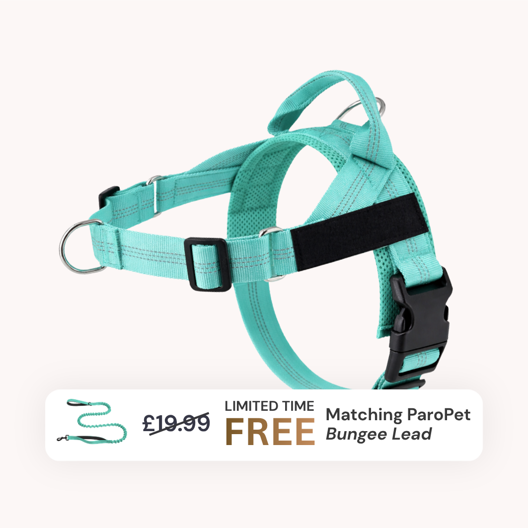 Extra No-Pull Harness & Free Bungee Lead