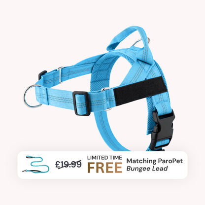 Extra No-Pull Harness & Free Bungee Lead