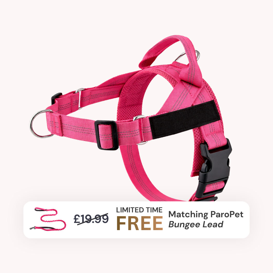 Extra No-Pull Harness & Free Bungee Lead