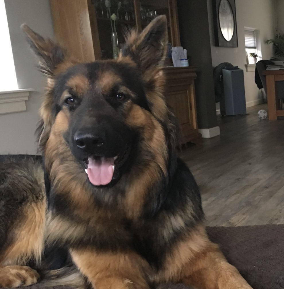 Customer photo of the harness